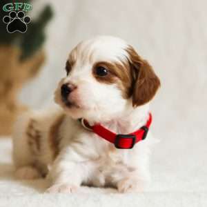 Daisy F1B, Cavapoo Puppy